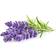 Click and Grow Lavender Smart Garden Refill 3-pack