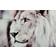 Nordic Furniture Lion Plakat 120x80cm