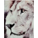 Nordic Furniture Lion Plakat 120x80cm
