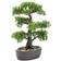 Emerald Mini Bonsai Ficus in Brown Pot Artificial Plant