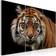 Arkiio A Wild Tiger Billede 60x40cm 3stk