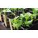 Nelson Garden Plug Set 5760 Minidrivhus