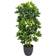 Real Schefflera Umbrella Konstgjord växt