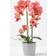 Homescapes Coral Orchid Artificial Plant