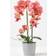 Homescapes Coral Orchid Plante Artificielle