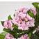 Homescapes Pink Hydrangea Artificial Plant