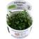 TROPICA Marsilea Crenata 1-2-Grow
