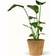 Strelitzia Nicolai - Paradisfugl Ø24cm Potteplante