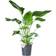 Strelitzia Nicolai - Paradisfugl Ø24cm Potteplante