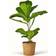 Ficus Lyrata - Violinfigen Ø17cm Potteplante