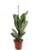 Ficus Lyrata - Violinfigen Ø17cm Potteplante