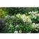 Proven Winners Bobo Hydrangea