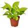 House Plant Shop Pothos Neon