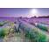 Educa Bicycle in A Lavender Field 1000 Pieces