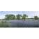 Field of Bluebonnet flowers Texas USA Poster 36x12cm