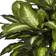 Nearly Natural Golden Dieffenbachia Silk Artificial Plant