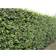 Beech Hedge 100-125cm 10-pack