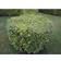 Beech Hedge 100-125cm 10-pack