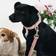 Kentucky Hundhalsband Velvet Gammelrosa X-Large
