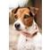 Kentucky Dogwear Dog Collar Velvet halsbånd