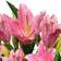 All Occasions Just Lilies - Pink Lily