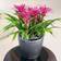 Lechuza Classico LS 43 Self-Watering Planter 39.5cm H x 43cm W x 43cm D