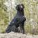 Back On Track Hund Eve Nella Sort 45