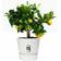 Elho Pot De Fleurs Rond Greenville 25 Ø 24.48 x H 23.31 cm - Blanc