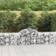 vidaXL Paniers À Gabions Arqués 2 Pcs 200x50x60/80 cm