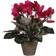 Mica Decorations Cyclamen Dark Pink Artificial Plant