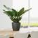 Lechuza plantekrukke CLASSICO LS 21 ALL-IN-ONE Krukke