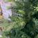Kaemingk 5ft Grandis Fir Artificial Everlands Julgran 152cm