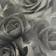 Muriva Black Grey Rose Floral Bloom Flowers Silver Glitter Shimmer Feature Wallpaper