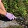 Nelson Garden Comfort Handske - Lilla/Sort