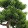 Europalms Bonsai Pine Kunstig plante