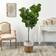 Nearly Natural 6 Fiddle Leaf Fig Artificial Plant