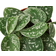 House Plant Shop Pothos Satin Scindapsus Pictus