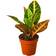 House Plant Shop Croton Petra