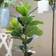 A&B Home Potted Fiddle Leaf Artificial Plant