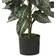 Nearly Natural Zebra Artificial Plant