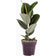 You Garden Ficus Robusta Rubber Plant