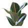 You Garden Ficus Robusta Rubber Plant