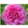 GardenersDream Camellia