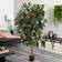 Nearly Natural 6 Artificial Capensia Ficus Tree Artificial Plant