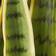 Nearly Natural Sansevieria Artificial Plant