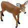 Mojo White Tailed Deer Doe