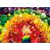 Masterpieces Fruity Licious 500 Pieces