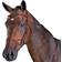 Collegiate ComFiTec Training Bridle - Brown