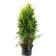 Thuja Emerald 80-100cm Hækplante