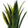 Very Sansevieria Golden Flame Artificial Plant